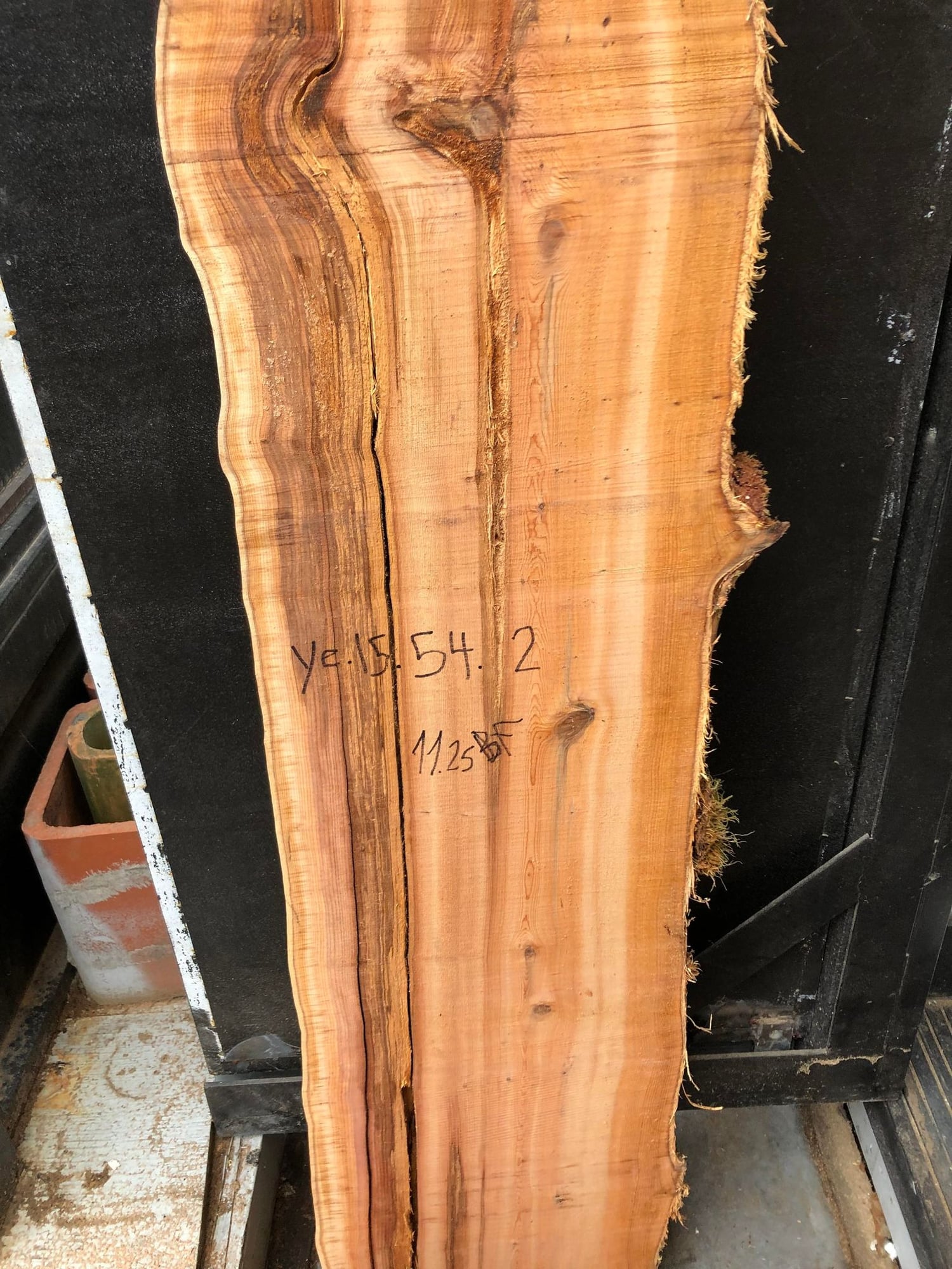 Pacific Yew